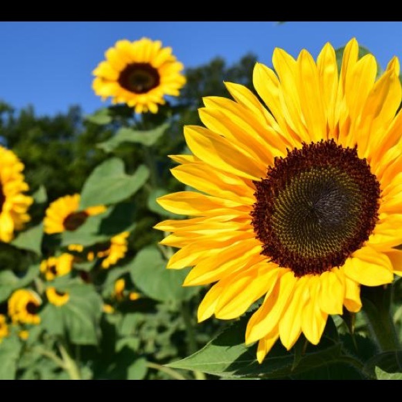 Meet your Posher, E - Picture 1 of 1